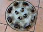 Preview: Citroen Radkappe 14 Zoll Raddeckel Wheel 9611102880