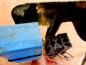 Preview: Nissan Primera P12 Bj:03 Relay Relais 252309F920