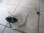 Preview: Mercedes -Benz SLK R170 Wickelfeder Schleifring Airbagschleifring 1704600149