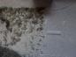 Preview: Original Ford Focus Verkleidung rechts hinten 98AB-N42906-AJW