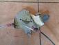 Preview: Nissan Micra III K12 Fensterheber mit Motor Vorne Links 0130822202