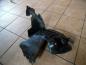 Preview: Renault Kangoo KC Radhausschale Vorne Rechts 7700304866