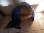 Preview: VW Polo 9N Radschale Radhausschale Vorne Rechts 6Q0809958