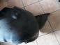 Preview: VW Polo 9N Radhausschale Radschale Vorne Rechts 6Q0809958