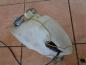 Preview: VW Golf 4 Wischwasserbehälter mit Pumpe 1H0955453