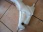 Preview: Ford Focus Wischwasserbehälter XS41-17618