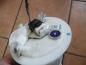Preview: Renault Laguna III Kraftstoffpumpe 172020092R