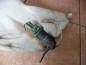 Preview: Peugeot 206 Waschwasserbehälter Wasserbehälter 9628747480